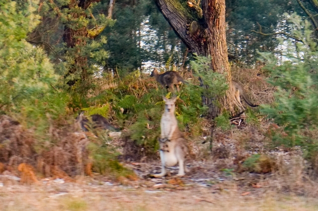 Kangaroos_m.jpg